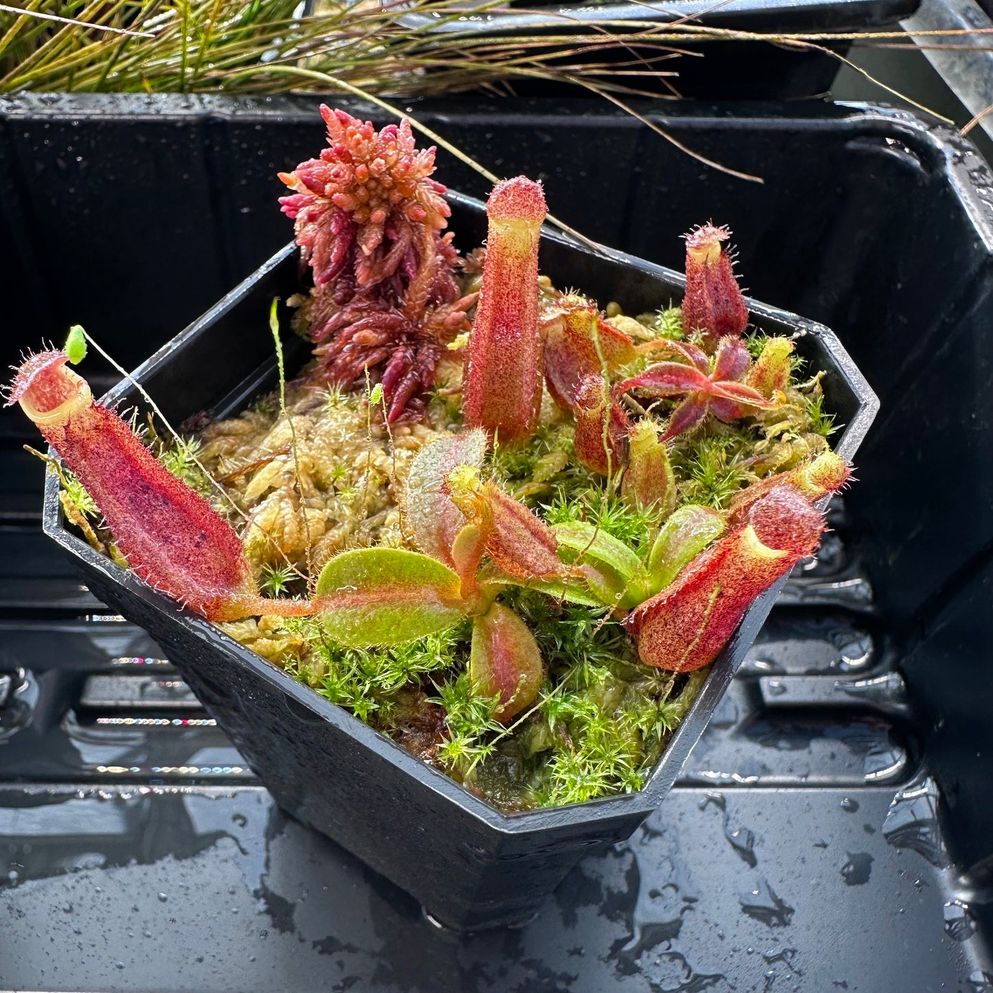 Nepenthes [(LVB)] 'Red Ruffled' x veitchii 'Candy Dreams'- Seed Grown Plant