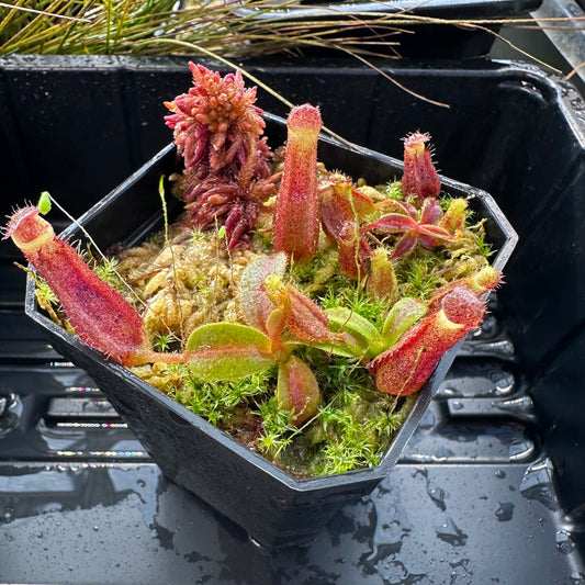 Nepenthes [(LVB)] 'Red Ruffled' x veitchii 'Candy Dreams'- Seed Grown Plant
