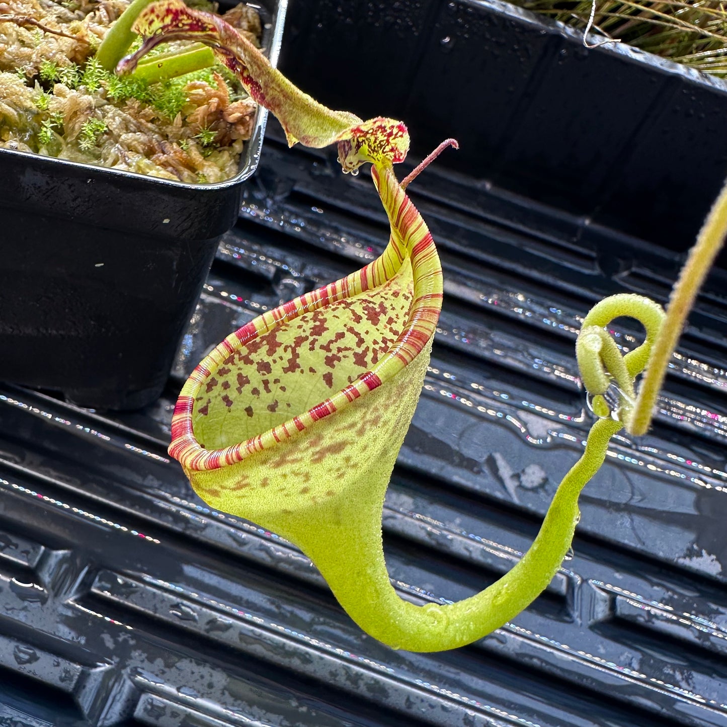 Nepenthes eymae - Clone B - Rooted Cutting