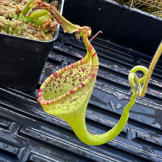 Nepenthes eymae - Clone B - Rooted Cutting