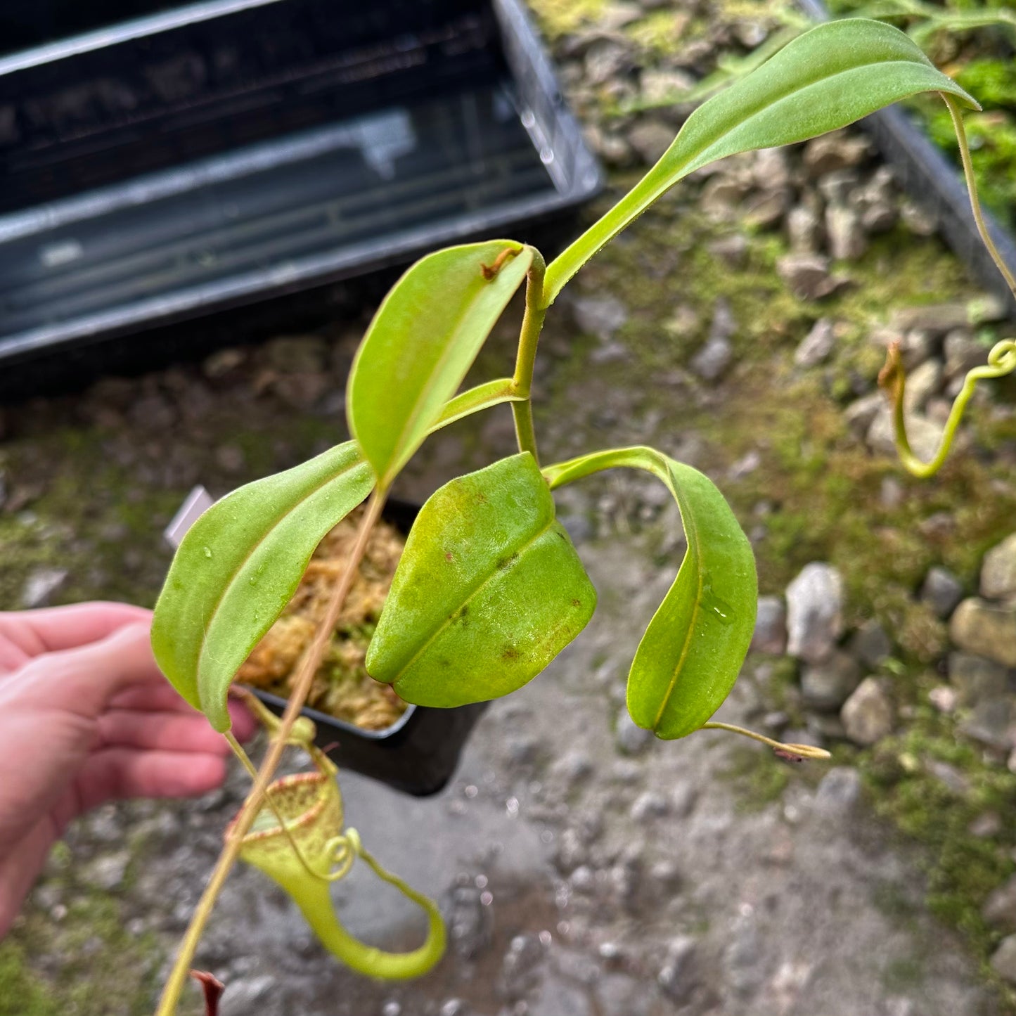 Nepenthes eymae - Clone B - Rooted Cutting
