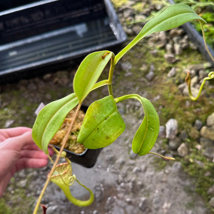Nepenthes eymae - Clone B - Rooted Cutting