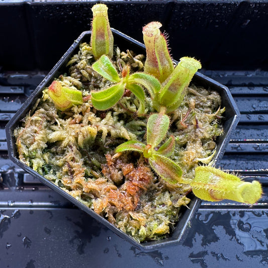 Nepenthes maxima Wavy x veitchii 'Candy Dreams' - Seed Grown Plant