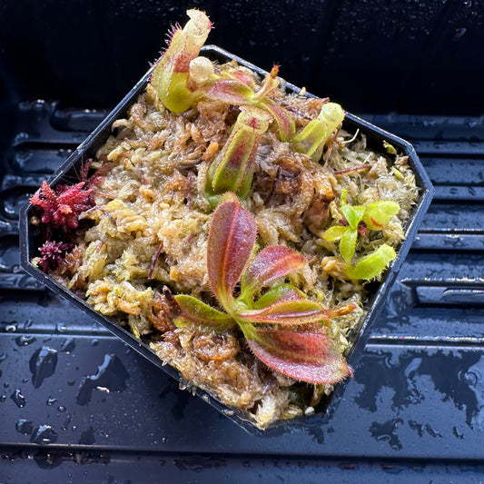 Nepenthes maxima Wavy x veitchii 'Candy Dreams' - Seed Grown Plant