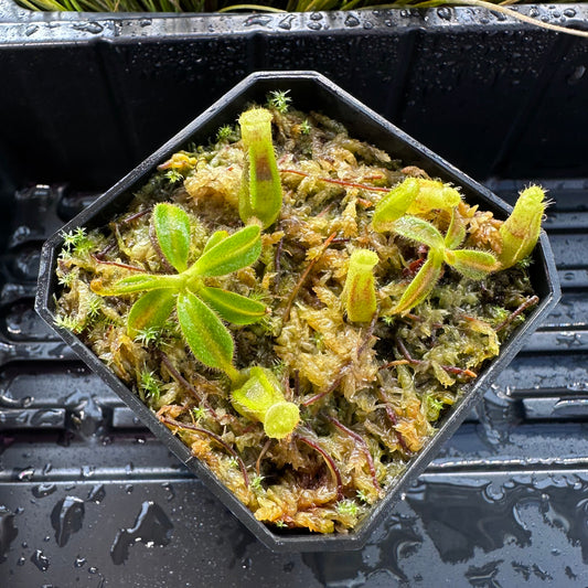 Nepenthes maxima Wavy x veitchii 'Candy Dreams' - Seed Grown Plant