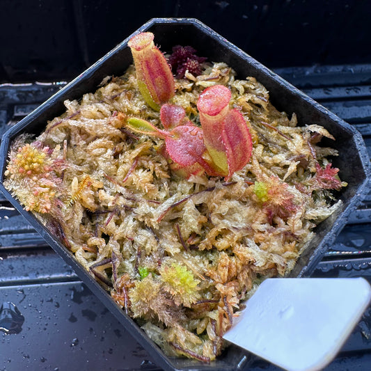 Nepenthes veitchii ('Orange' x 'Candy Dreams') - Seed Grown Plant