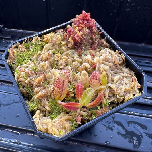 Nepenthes maxima Wavy - Seed Grown Plant