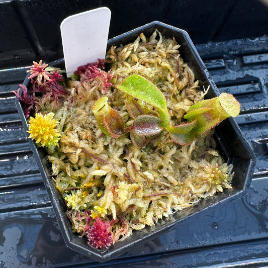 Nepenthes veitchii ('Orange' x 'Candy Dreams') - Seed Grown Plant