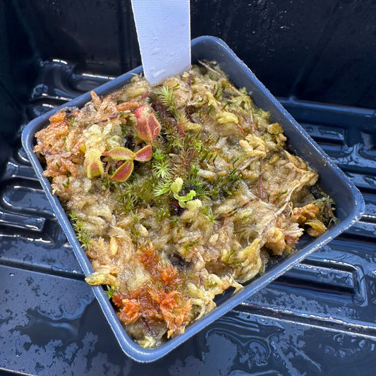 Nepenthes veitchii ('Murud' x 'Candy') x x Trusmadiensis - Seed Grown Plant