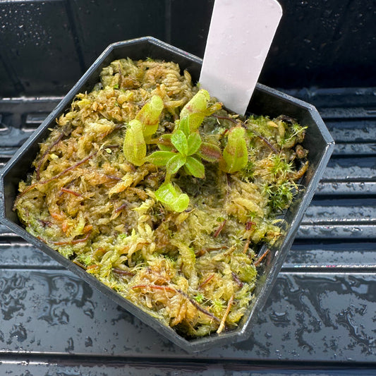 Nepenthes maxima Wavy x veitchii 'Candy Dreams' - Seed Grown Plant