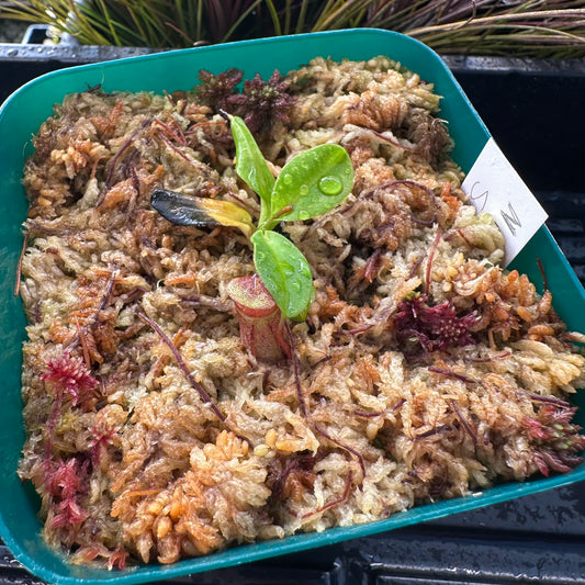 Nepenthes rajah - Seed Grown Plant - Horticultural - JS