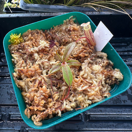 Nepenthes ulukaliana - Seed Grown Plant - Genting Highlands - JH