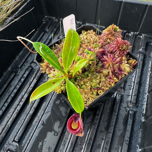 Nepenthes jamban - Seed Grown Plant - JH