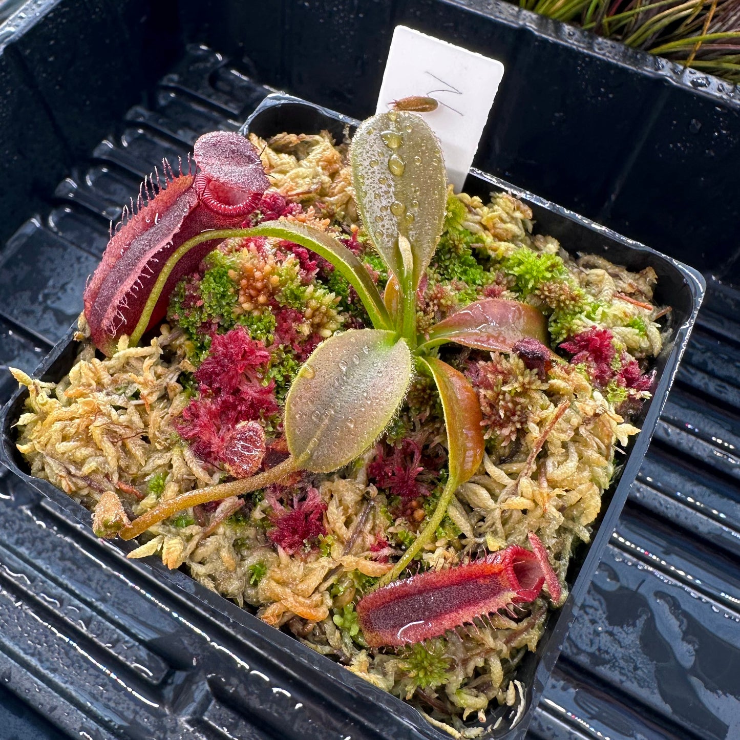 Nepenthes bongso x villosa - Seed Grown Plant - JH