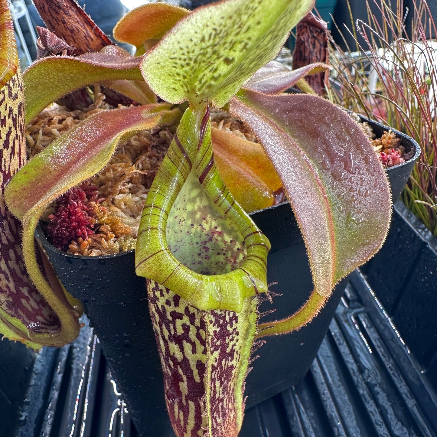 Nepenthes platychila - Seed Grown Plant - Borneo - AW