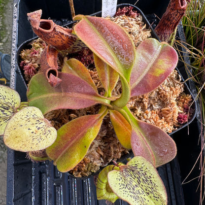 Nepenthes platychila - Seed Grown Plant - Borneo - AW