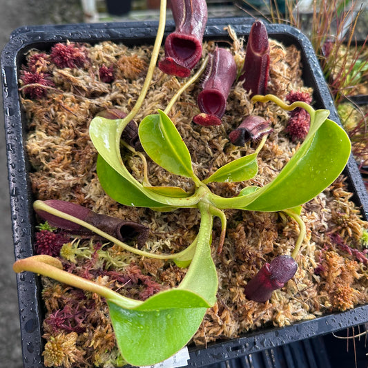 Nepenthes lowii - Clone 4 - Gunung Mentapok - AW