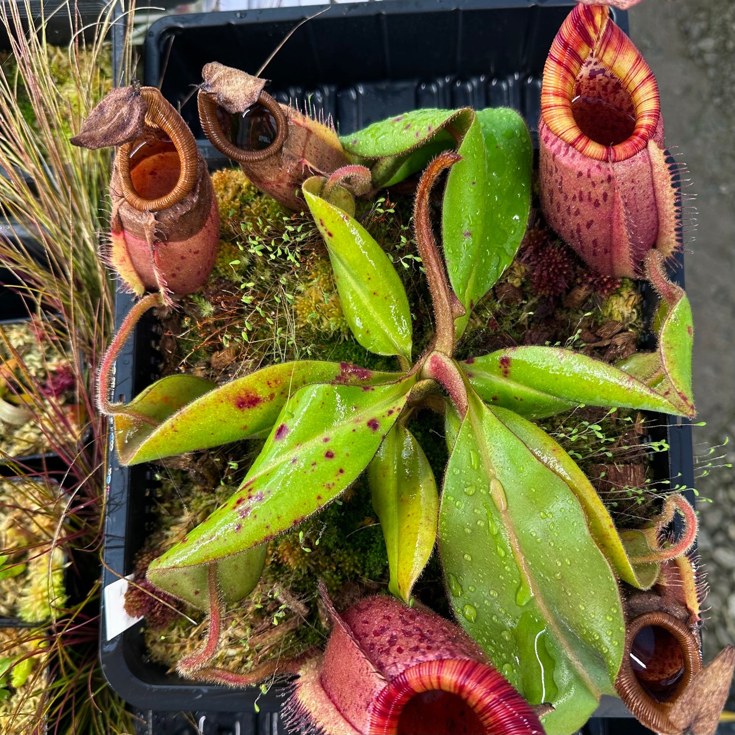Nepenthes leonardoi x veitchii 'Candy Dreams'- Seed Grown Plant