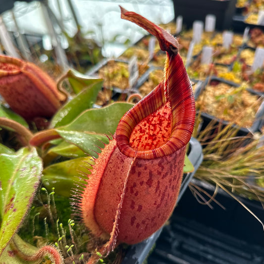 Nepenthes leonardoi x veitchii 'Candy Dreams'- Seed Grown Plant