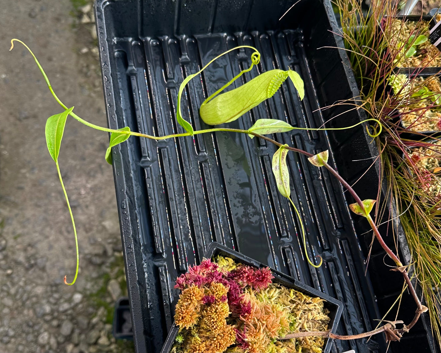 Nepenthes hamata - SG - Gunung Lumut - Rooted Cutting
