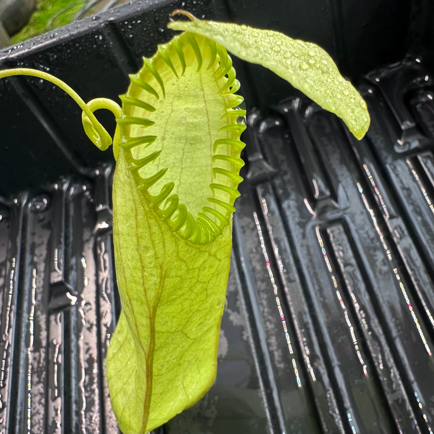 Nepenthes hamata - SG - Gunung Lumut - Rooted Cutting
