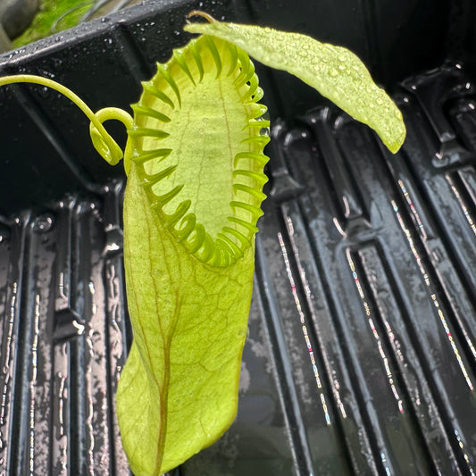 Nepenthes hamata - SG - Gunung Lumut - Rooted Cutting