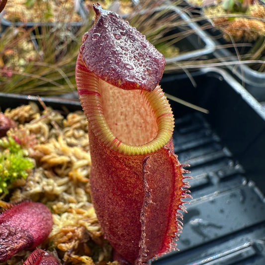Nepenthes diatas - Clone MR - Sumatra - AW