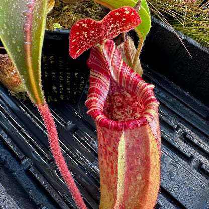 Nepenthes (veitchii x burbidgeae) x (lowii x Gothica 'Warped Peristome') - Clone 2 - Florae
