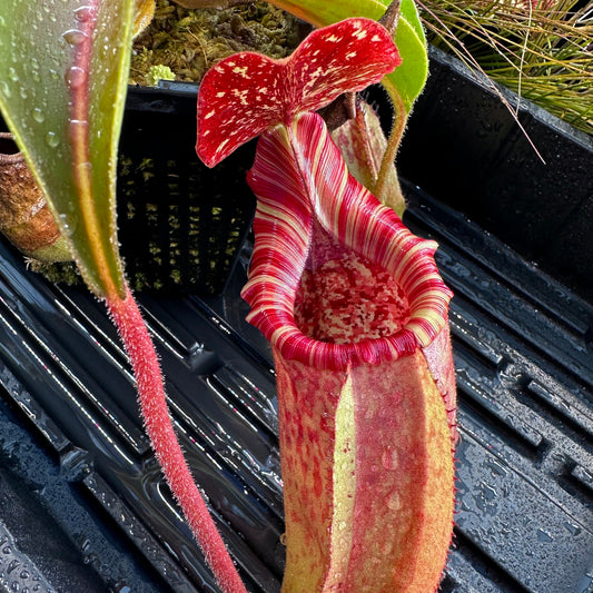 Nepenthes (veitchii x burbidgeae) x (lowii x Gothica 'Warped Peristome') - Clone 2 - Florae