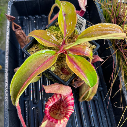 Nepenthes (veitchii x burbidgeae) x (lowii x Gothica 'Warped Peristome') - Clone 2 - Florae