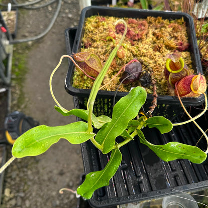 Nepenthes undulatifolia W Basal - Seed Grown Plant - Sulawesi - AW