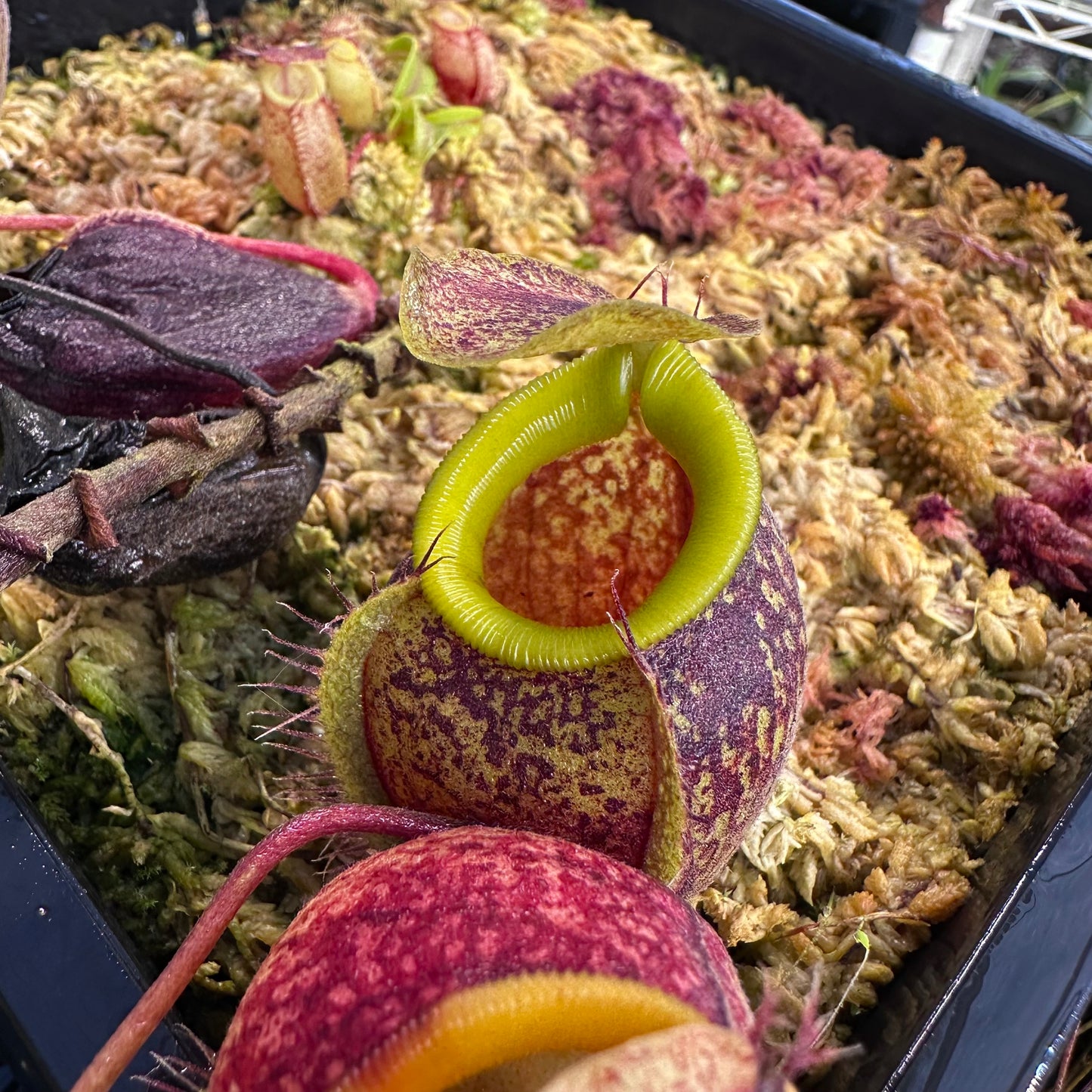 Nepenthes undulatifolia W Basal - Seed Grown Plant - Sulawesi - AW