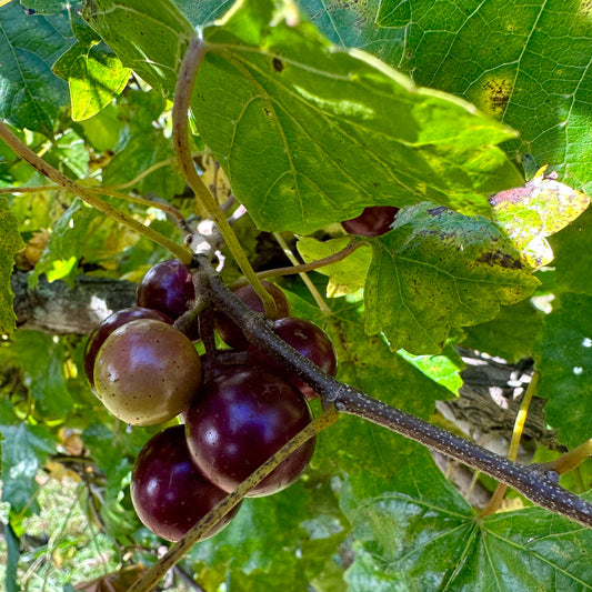 Vitis rotundifolia - Muscadine Grape 'Katuah' - 10+ Seeds - Madison County, NC Ecotype