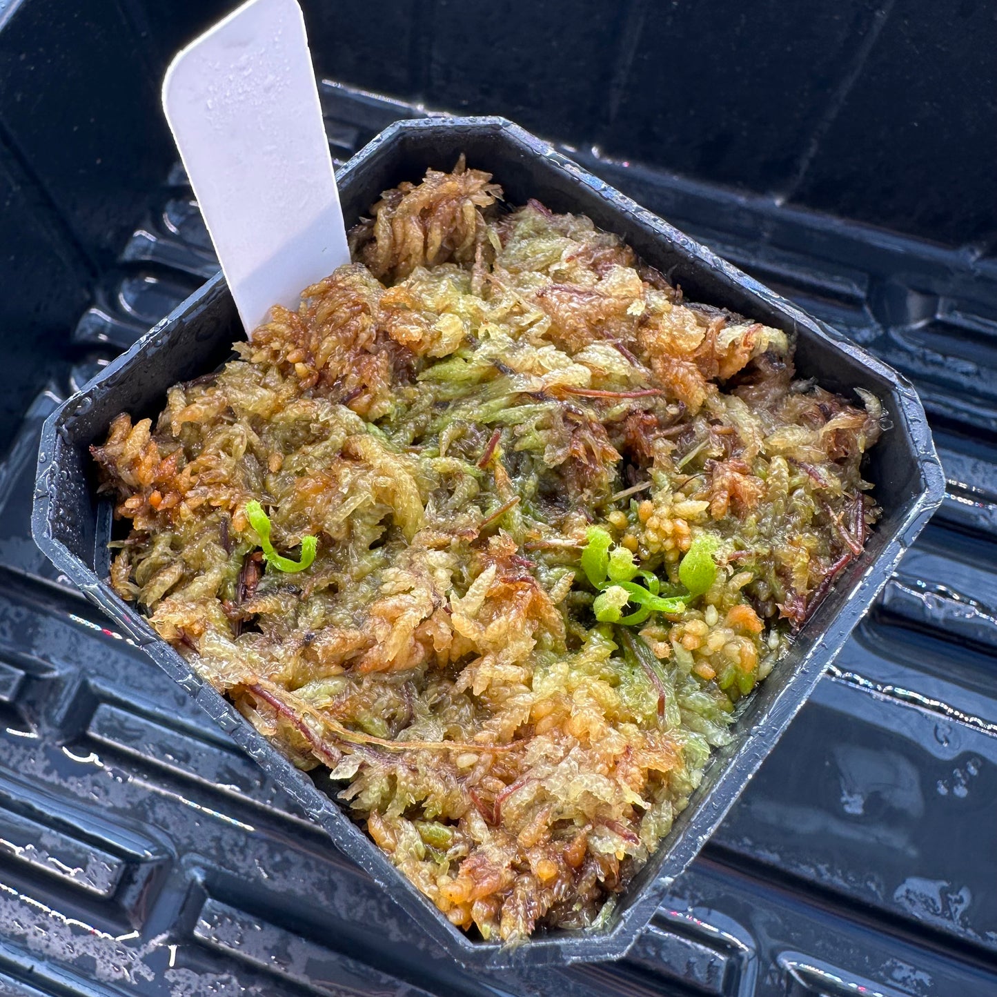 Nepenthes veitchii Candy Stripe CK x (rajah x edwardsiana) JH - Seed Grown Plant