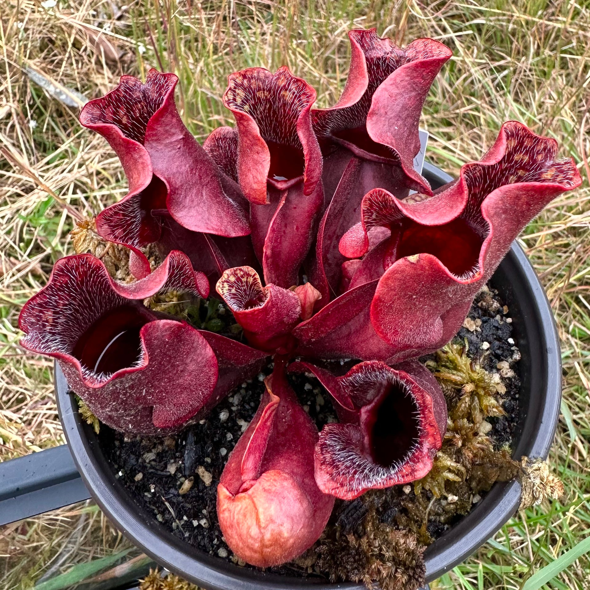 Sarracenia purpurea subsp. venosa - Southern Purple Pitcher Plant
