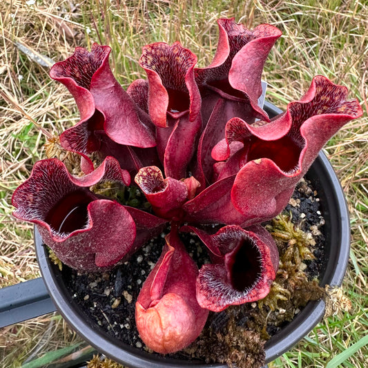 Sarracenia purpurea subsp. venosa - Southern Purple Pitcher Plant - 20+ Seeds