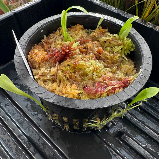 Utricularia longifolia - Epiphytic Bladderwort - Exact Division