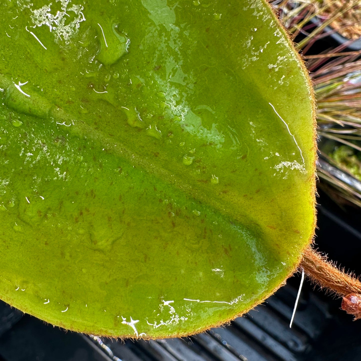 Nepenthes rajah x veitchii 'Gold Rush'- BE4603 - Seed Grown Plant