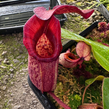 Nepenthes rajah x veitchii 'Gold Rush'- BE4603 - Seed Grown Plant