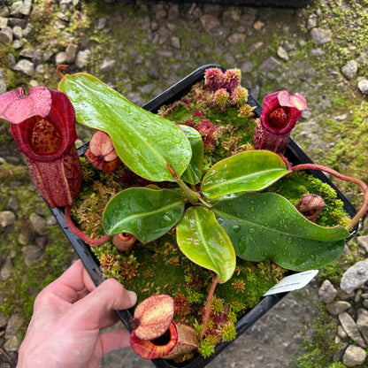 Nepenthes rajah x veitchii 'Gold Rush'- BE4603 - Seed Grown Plant