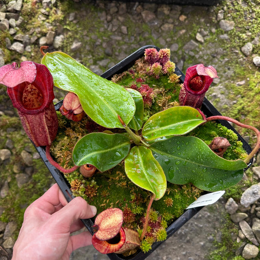Nepenthes rajah x veitchii 'Gold Rush'- BE4603 - Seed Grown Plant