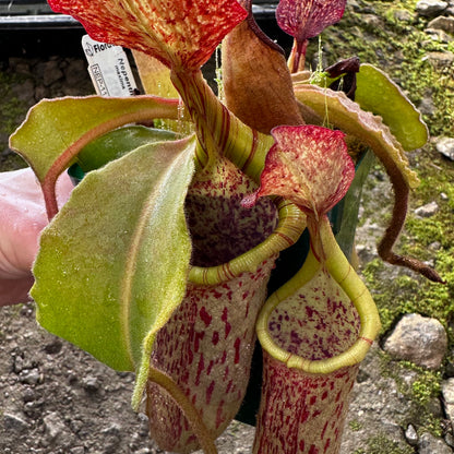 Nepenthes maxima - Wavy Leaf - Sulawesi - BE3735