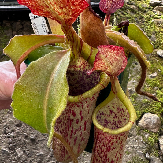 Nepenthes maxima - Wavy Leaf - Sulawesi - BE3735