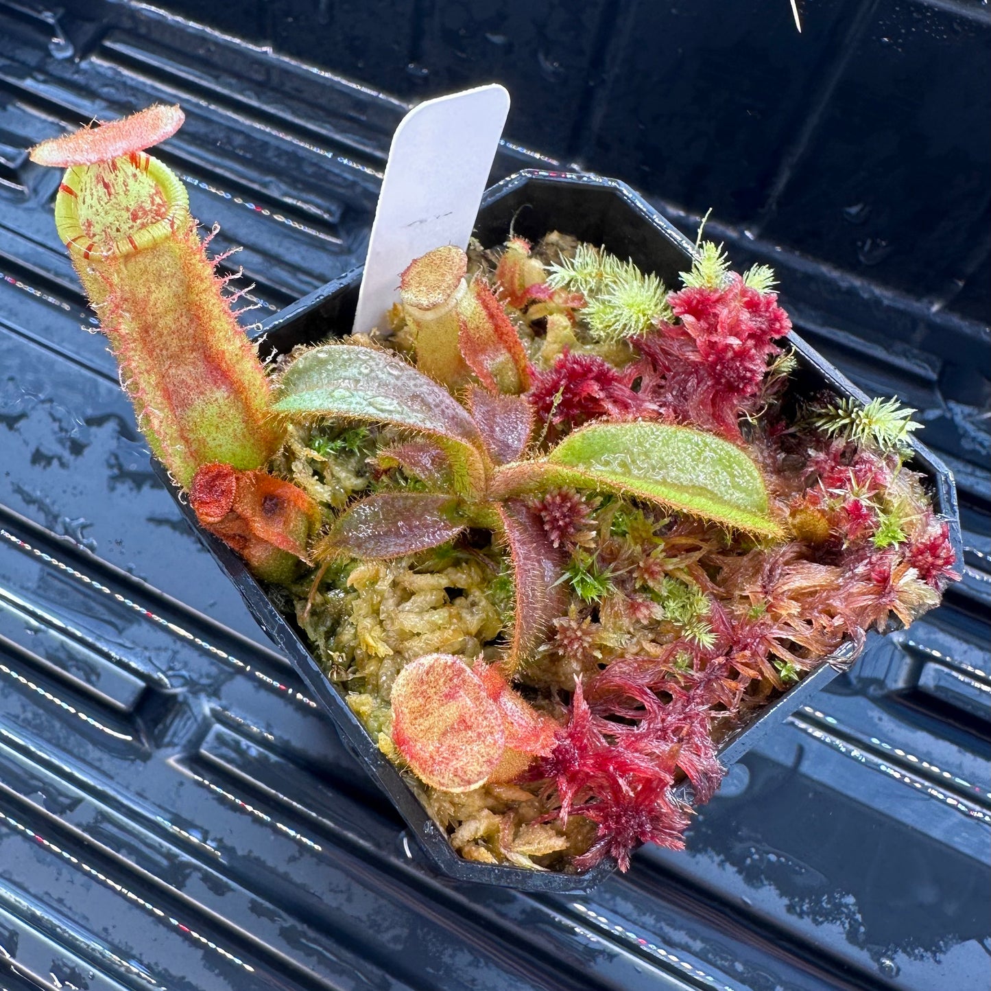 Nepenthes veitchii ('Orange' x 'Candy Dreams') - Seed Grown Specimen Plant