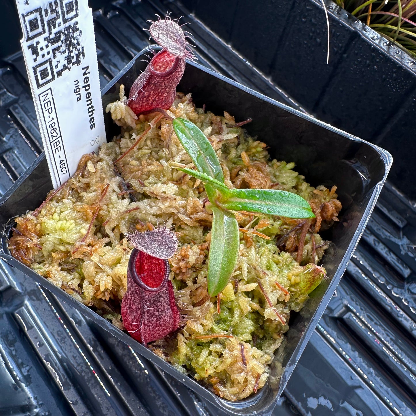 Nepenthes nigra Dark - BE4607 - Seed Grown Plant