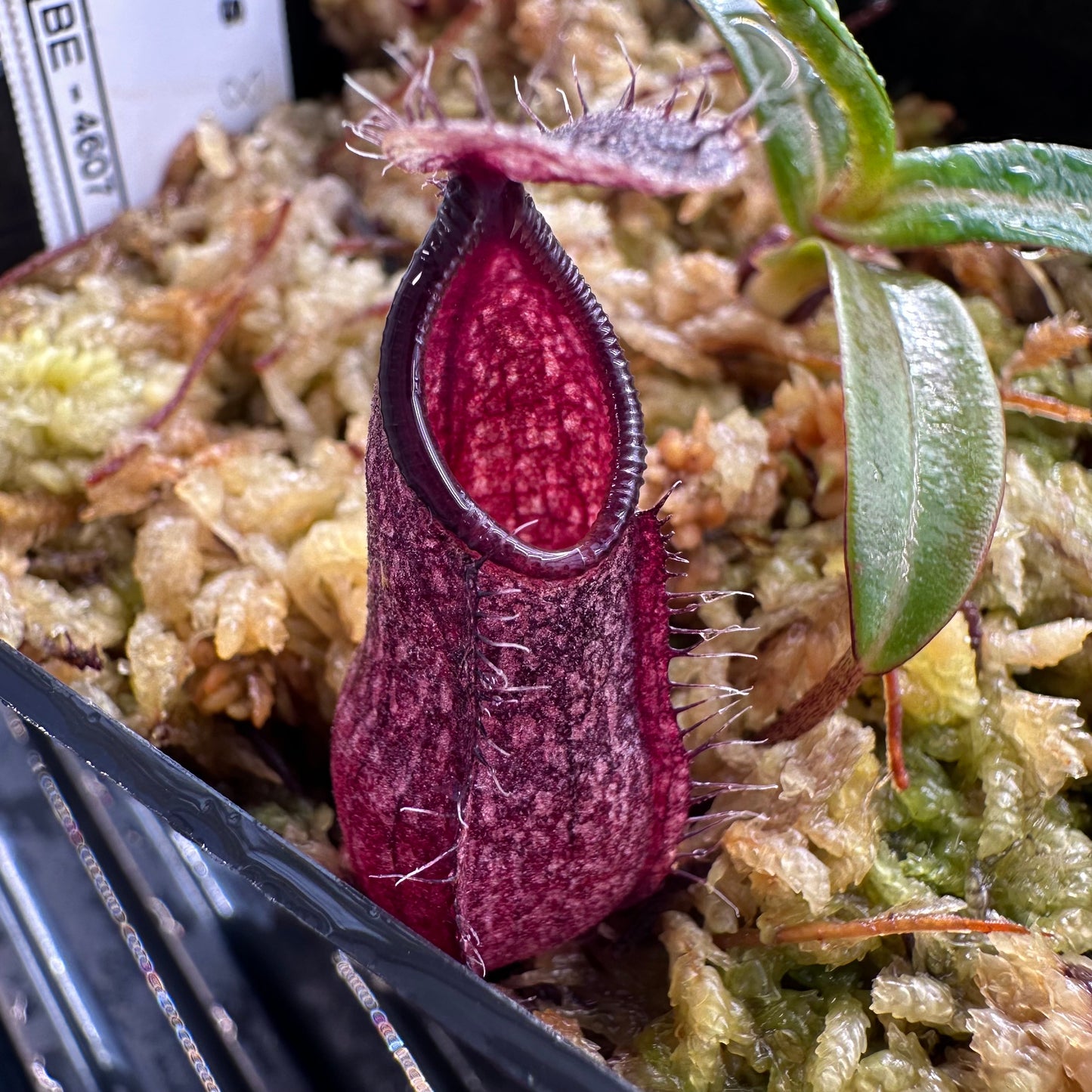 Nepenthes nigra Dark - BE4607 - Seed Grown Plant