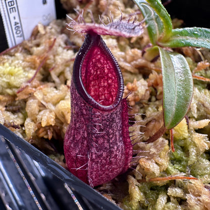 Nepenthes nigra Dark - BE4607 - Seed Grown Plant