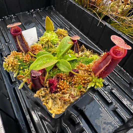 Nepenthes bongso x villosa - Seed Grown Plant - JH