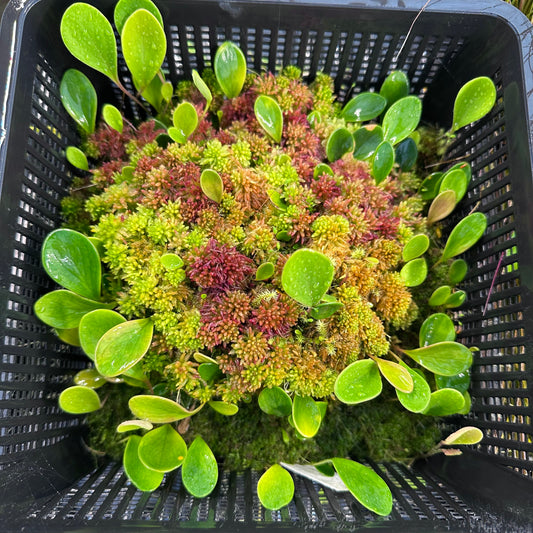Utricularia quelchii Ilu Tepuis - Epiphytic Bladderwort - Giant Net Basket