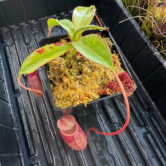 Nepenthes sibuyanensis - BE3164 - Assorted Clones
